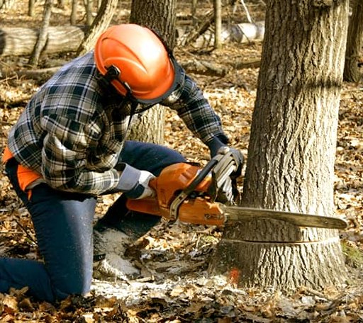 Tree Removal in Manton, CA